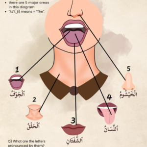 "Arabic mouth pronunciation chart illustrating the five major Makharij (articulation points) used for correct Quran recitation and Tajweed, including the oral cavity, throat, lips, tongue, and nasal cavity."